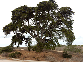 San Diego, California